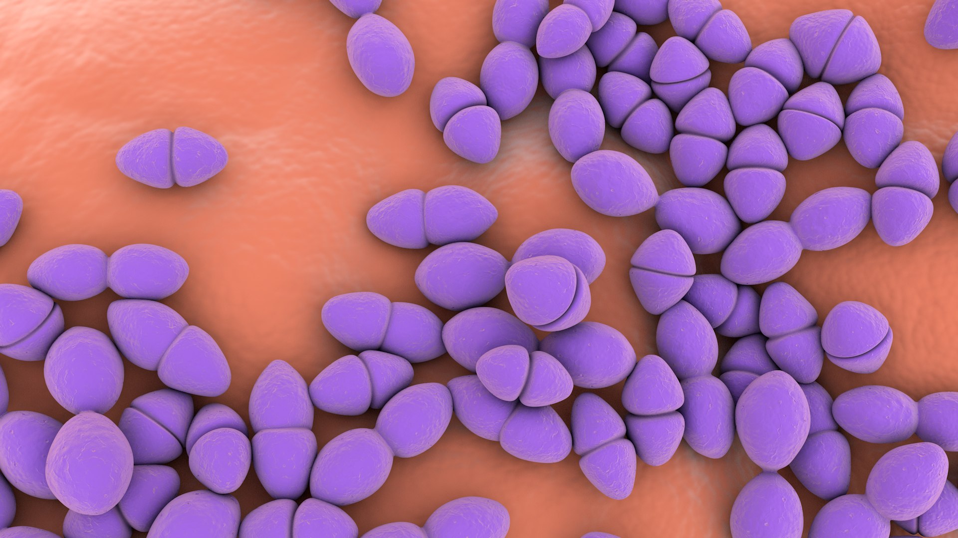 3D Enterococcus  or Streptococcus model https://p.turbosquid.com/ts-thumb/Nw/mRnSql/Bv/enterococcus_0036/jpg/1714767573/1920x1080/fit_q87/0460ef00b433eeed3da63fbca6341b160c362429/enterococcus_0036.jpg
