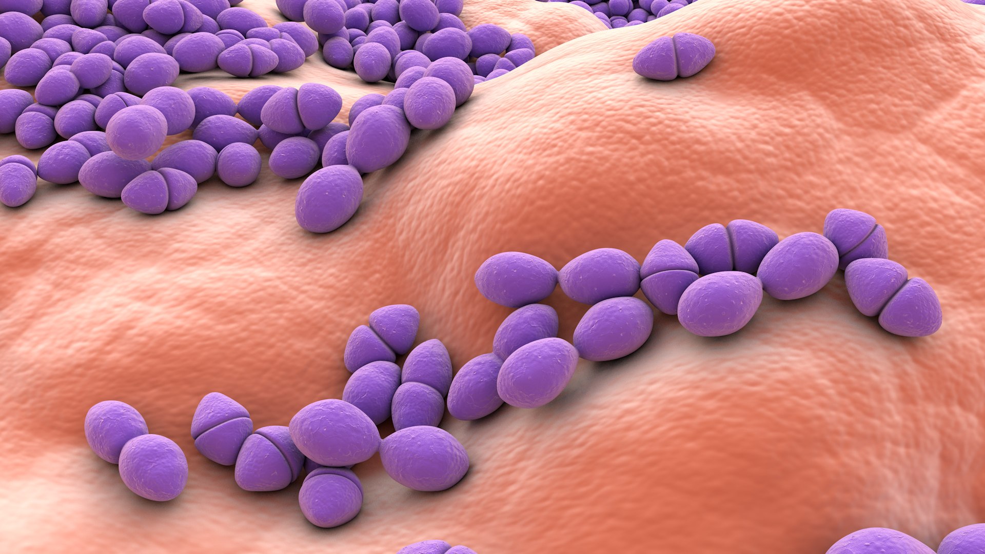 3D Enterococcus  or Streptococcus model https://p.turbosquid.com/ts-thumb/Nw/mRnSql/Cp/enterococcus_0026/jpg/1714767568/1920x1080/fit_q87/0837cbc197ee6ea0499cfd3364f276242b63226e/enterococcus_0026.jpg