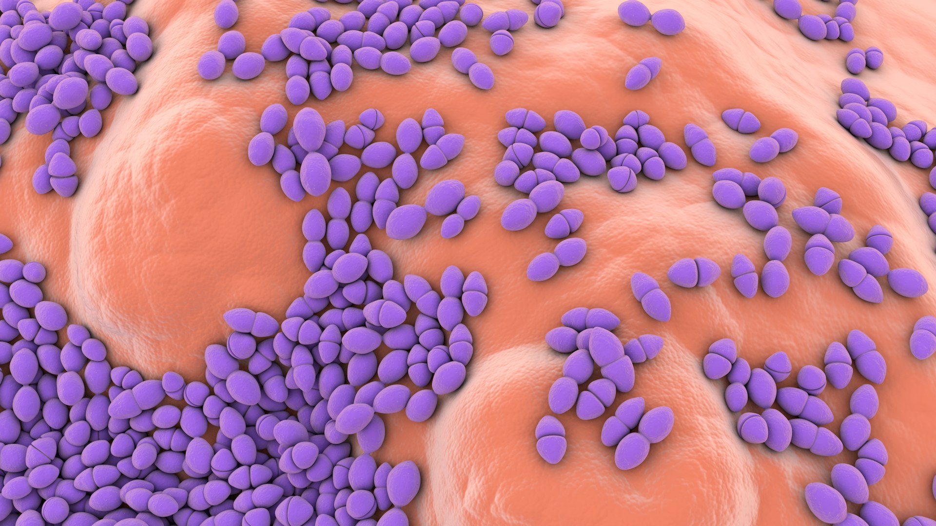 3D Enterococcus  or Streptococcus model https://p.turbosquid.com/ts-thumb/Nw/mRnSql/GH/enterococcus_0030/jpg/1714767571/1920x1080/fit_q87/886f99345d33d42838085fe7a67f561dc38d9f4c/enterococcus_0030.jpg