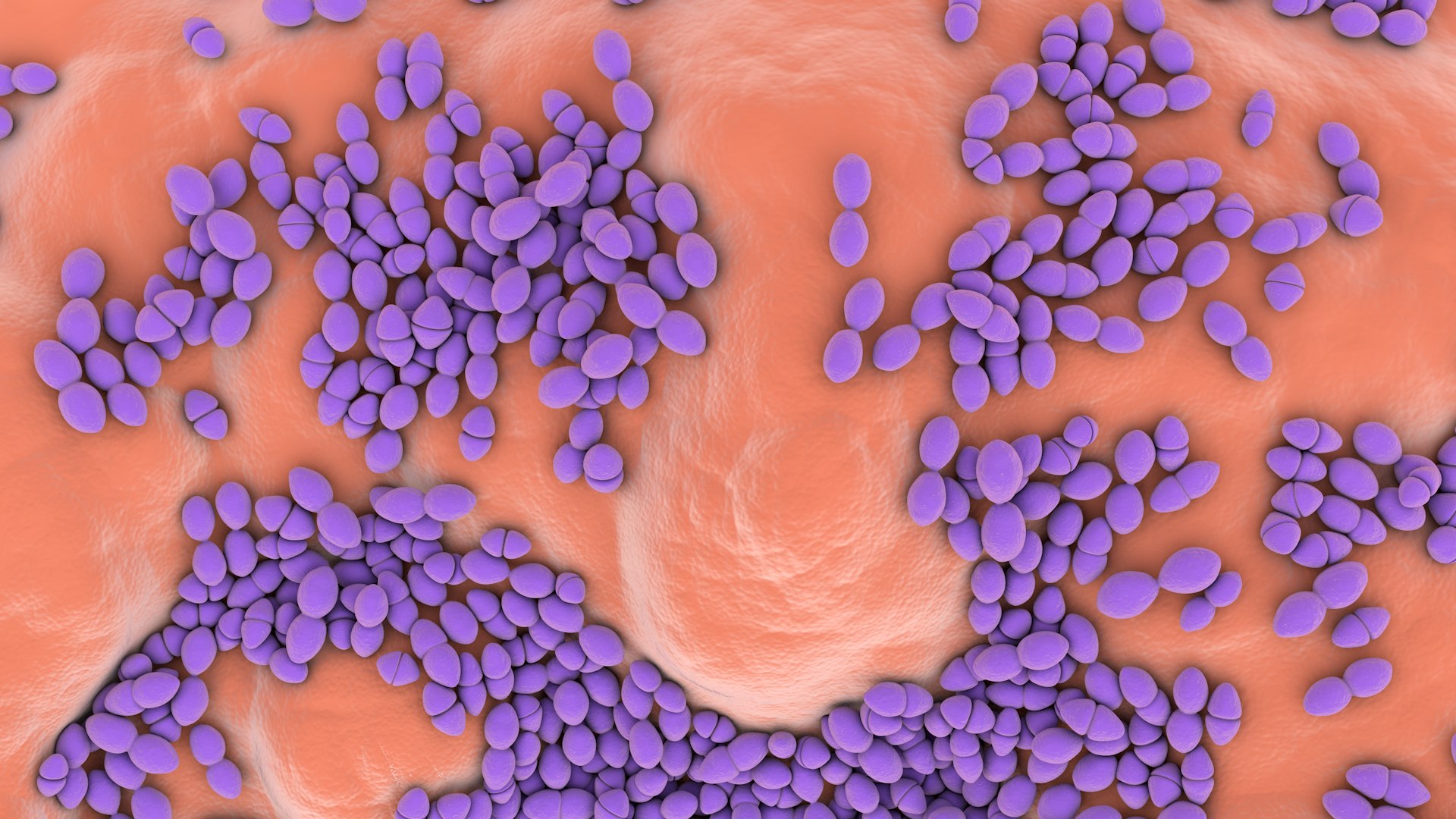 3D Enterococcus  or Streptococcus model https://p.turbosquid.com/ts-thumb/Nw/mRnSql/H0/enterococcus_0013/jpg/1714767558/1920x1080/fit_q87/c8ae1b8986448ecf2b345e149508cf18ba62bd6d/enterococcus_0013.jpg