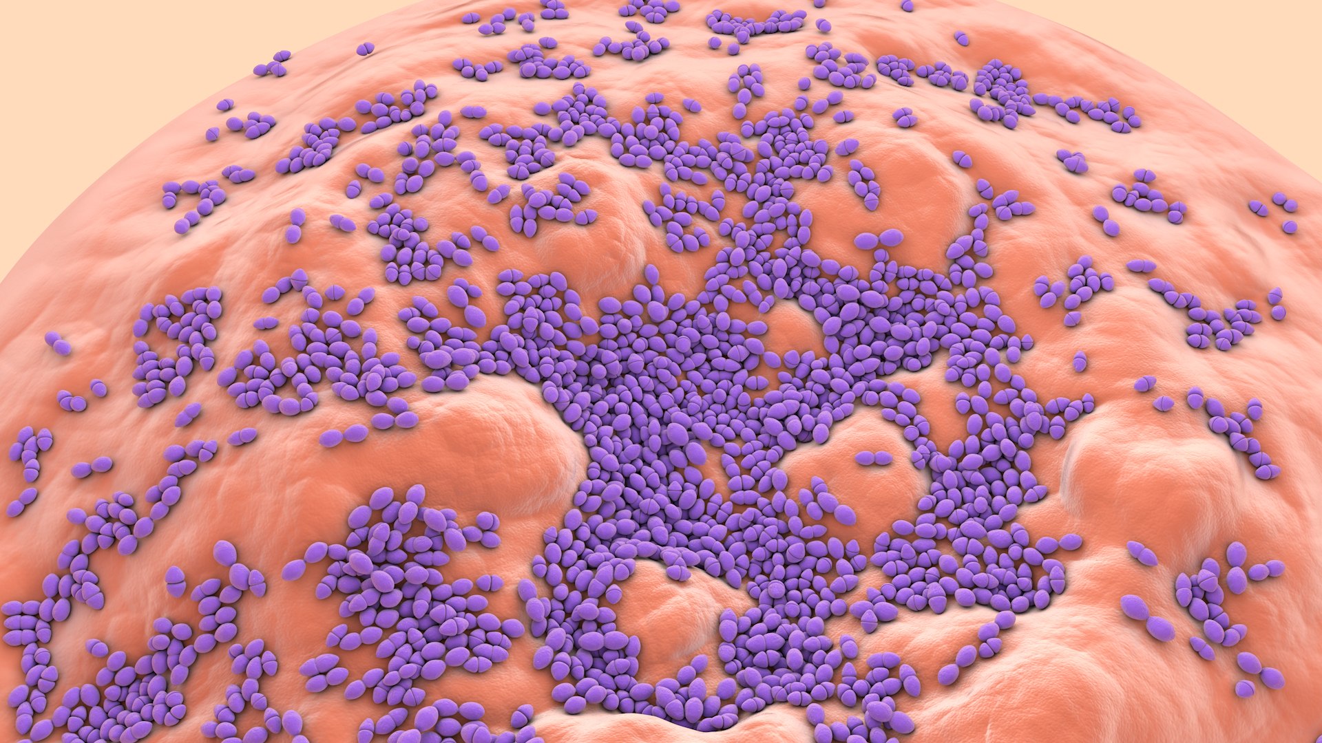 3D Enterococcus  or Streptococcus model https://p.turbosquid.com/ts-thumb/Nw/mRnSql/Is/enterococcus_0009/jpg/1714767555/1920x1080/fit_q87/e36f0425c3815bca9d94f2884a56d67d7cc63166/enterococcus_0009.jpg