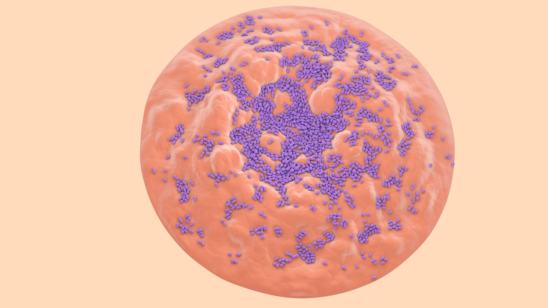 3D Enterococcus  or Streptococcus model https://p.turbosquid.com/ts-thumb/Nw/mRnSql/JX/enterococcus_0004/jpg/1714767552/1920x1080/fit_q87/e3b8f4d315a8549eecb6d3ea265db4a01baec8fe/enterococcus_0004.jpg