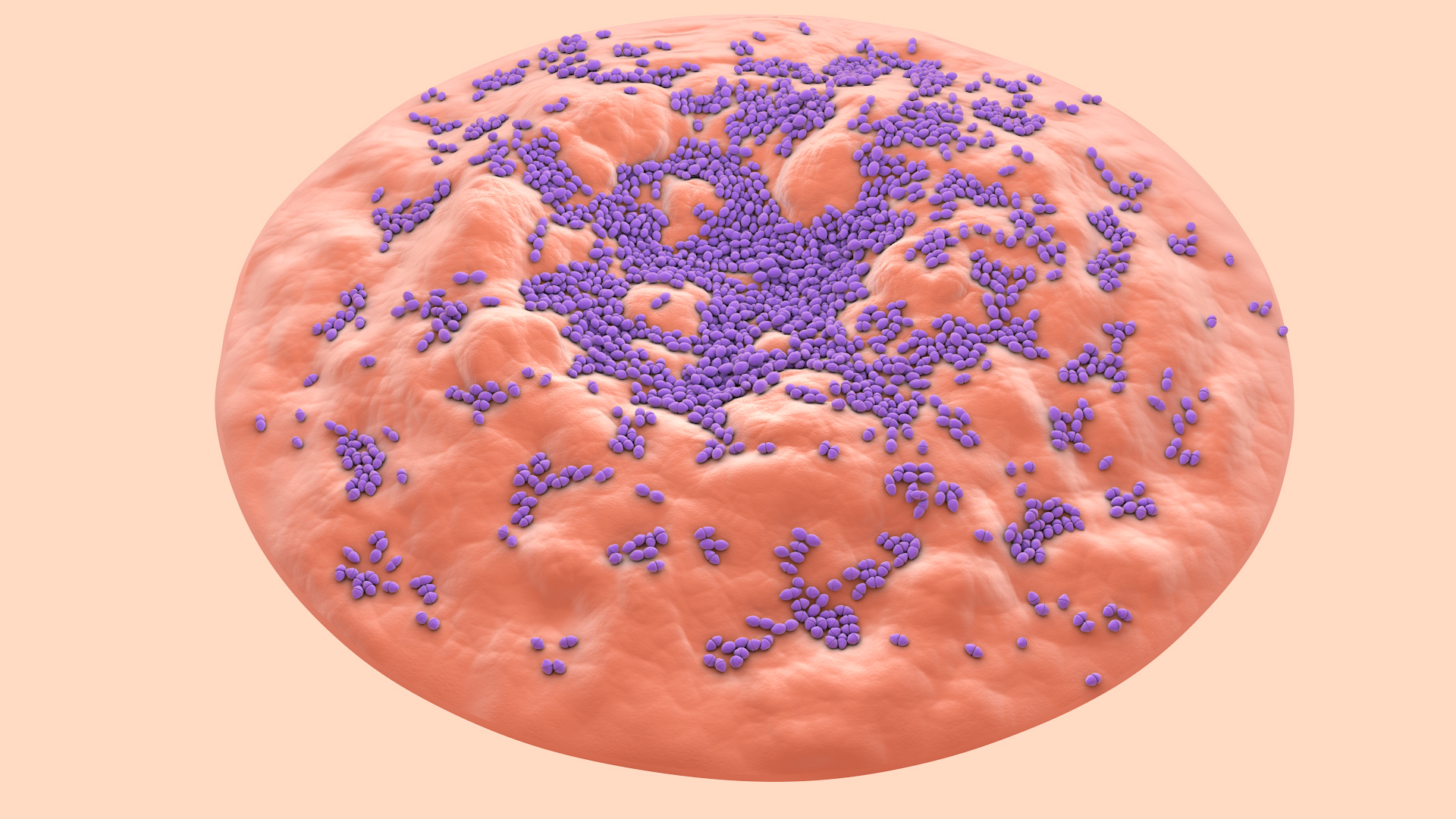 3D Enterococcus  or Streptococcus model https://p.turbosquid.com/ts-thumb/Nw/mRnSql/Jw/enterococcus360/jpg/1714753984/1920x1080/turn_fit_q99/509d4a90a106b741cd8f2676de1c9b6b34d1e956/enterococcus360-1.jpg