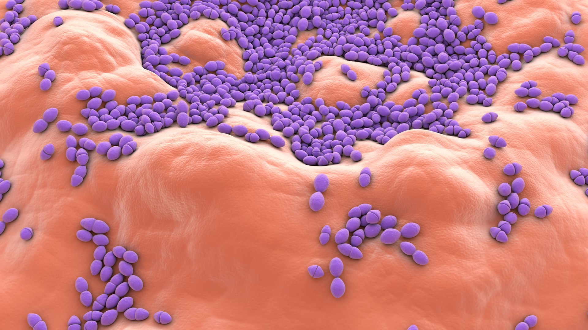 3D Enterococcus  or Streptococcus model https://p.turbosquid.com/ts-thumb/Nw/mRnSql/KS/enterococcus_0015/jpg/1714767562/1920x1080/fit_q87/37d14c88ccb4d0021bddf312181a3d4a4066e005/enterococcus_0015.jpg