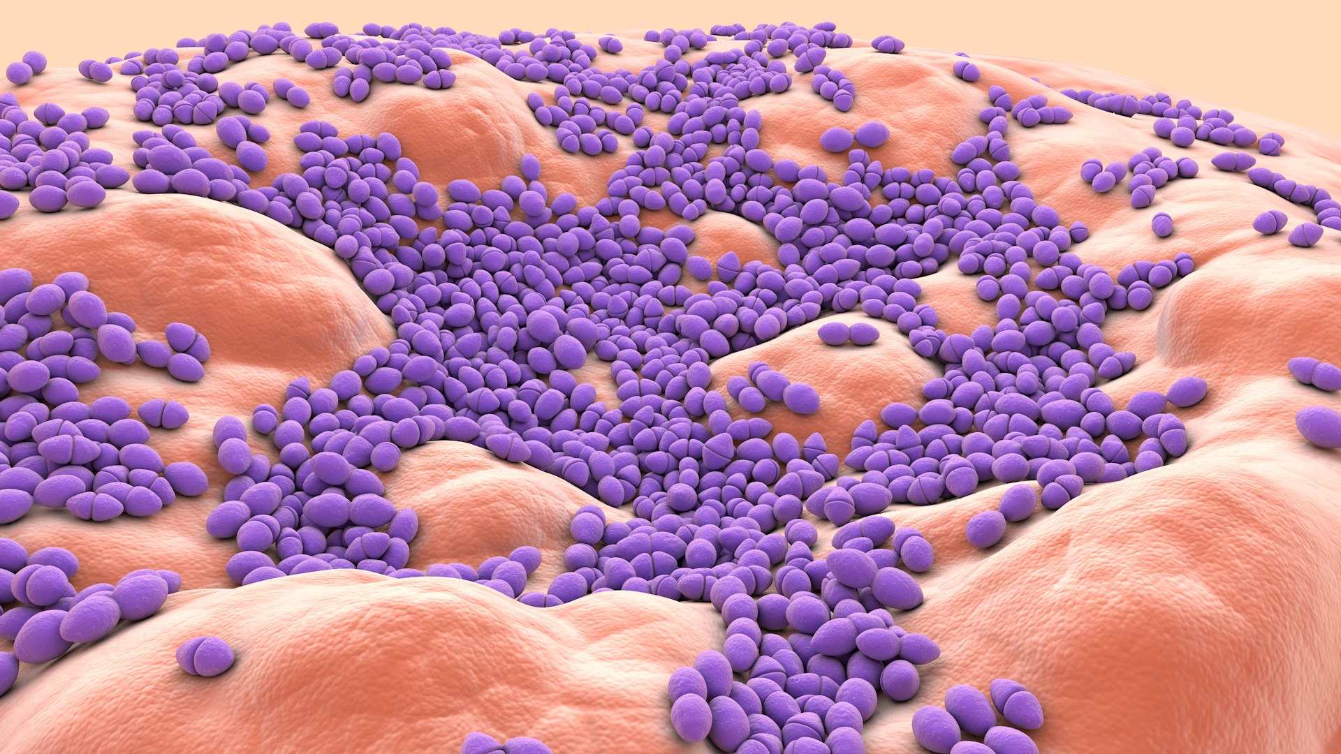 3D Enterococcus  or Streptococcus model https://p.turbosquid.com/ts-thumb/Nw/mRnSql/Kr/enterococcus_0010/jpg/1714767557/1920x1080/fit_q87/834a7c9a1e95593fd925fd77f261c03f8f505c80/enterococcus_0010.jpg