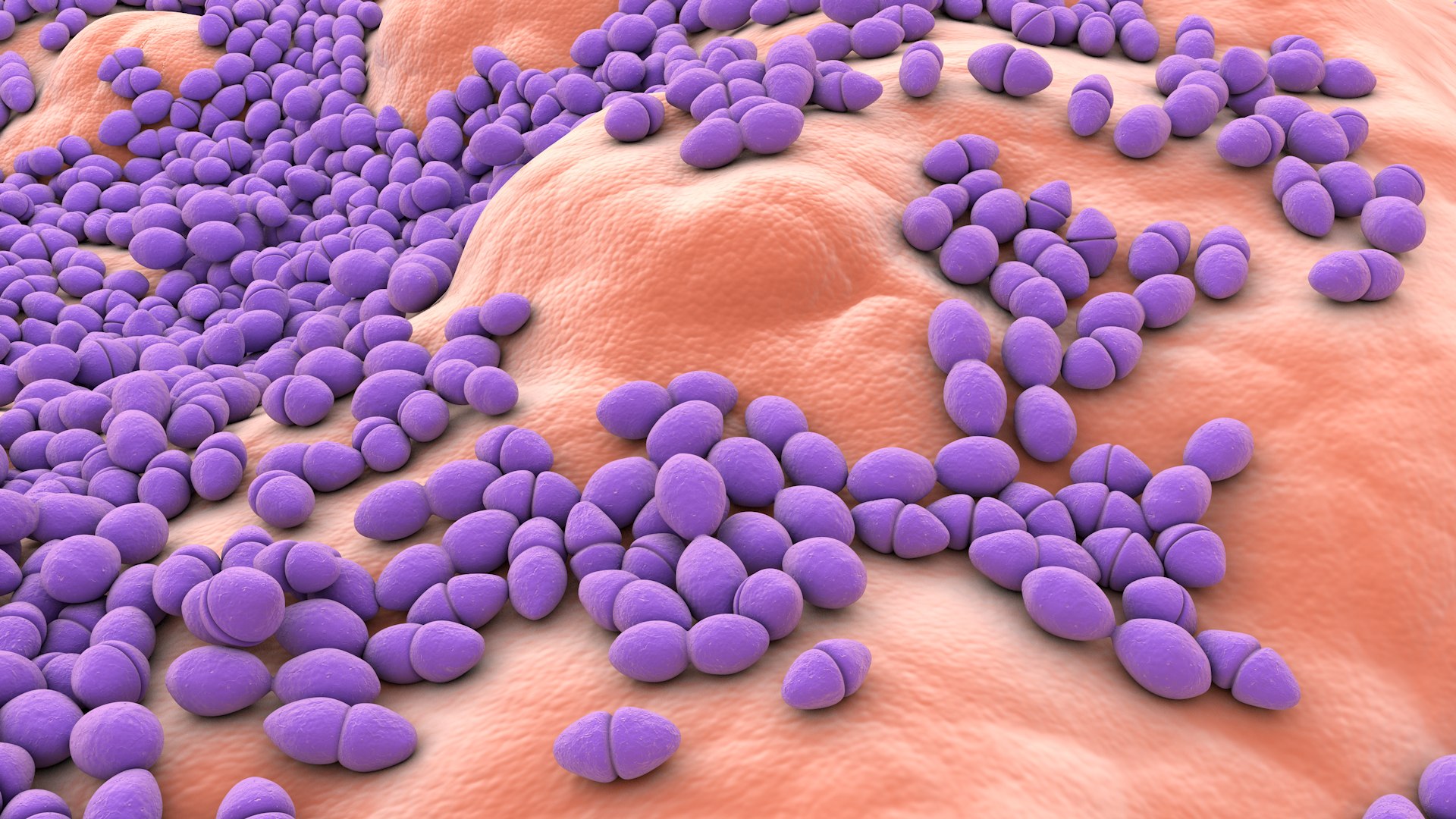 3D Enterococcus  or Streptococcus model https://p.turbosquid.com/ts-thumb/Nw/mRnSql/LB/enterococcus_0020/jpg/1714767563/1920x1080/fit_q87/b529e330d4f81ee65c0204ba19fbedecebd2cd92/enterococcus_0020.jpg