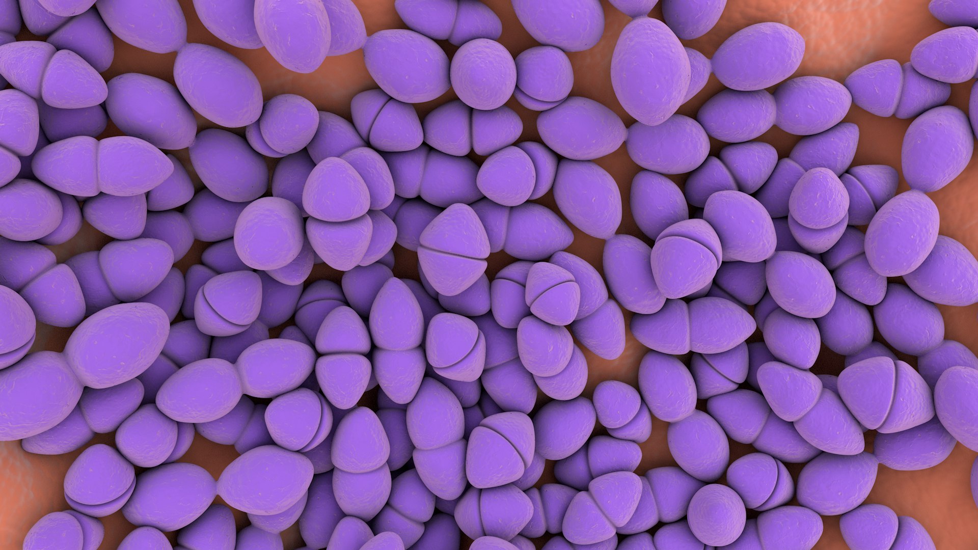 3D Enterococcus  or Streptococcus model https://p.turbosquid.com/ts-thumb/Nw/mRnSql/N6/enterococcus_0035/jpg/1714767572/1920x1080/fit_q87/0f35d37fb3211f4c5febba6c3170a6627682c7f3/enterococcus_0035.jpg