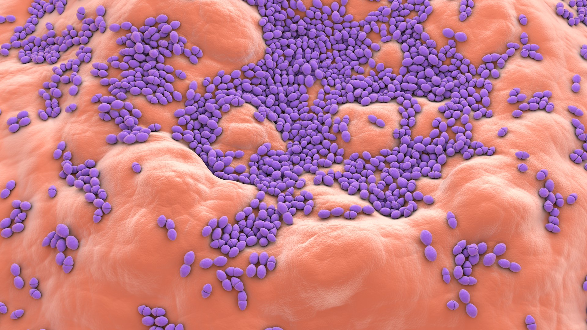 3D Enterococcus  or Streptococcus model https://p.turbosquid.com/ts-thumb/Nw/mRnSql/NA/enterococcus_0016/jpg/1714767561/1920x1080/fit_q87/fe9b4fed5111713f1b7808e9628e5ebfe80af908/enterococcus_0016.jpg