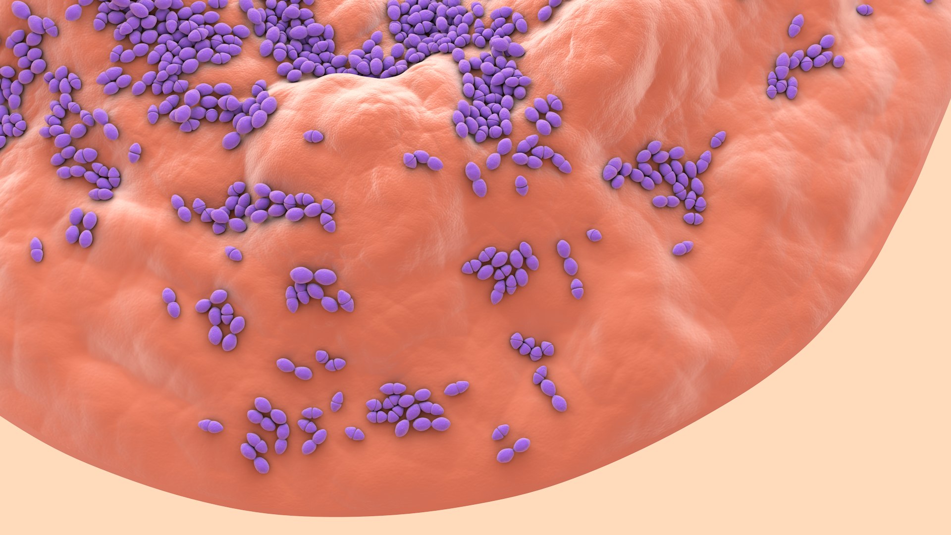 3D Enterococcus  or Streptococcus model https://p.turbosquid.com/ts-thumb/Nw/mRnSql/Ob/enterococcus_0008/jpg/1714767555/1920x1080/fit_q87/a6864f32ce6c62f50d56e9401104295607b6ac06/enterococcus_0008.jpg