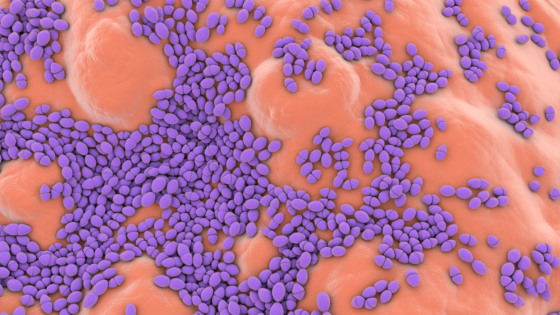 3D Enterococcus  or Streptococcus model https://p.turbosquid.com/ts-thumb/Nw/mRnSql/Ph/enterococcus_0014/jpg/1714767559/1920x1080/fit_q87/302a744587c9a91495cf21b9a4cace88cb637997/enterococcus_0014.jpg
