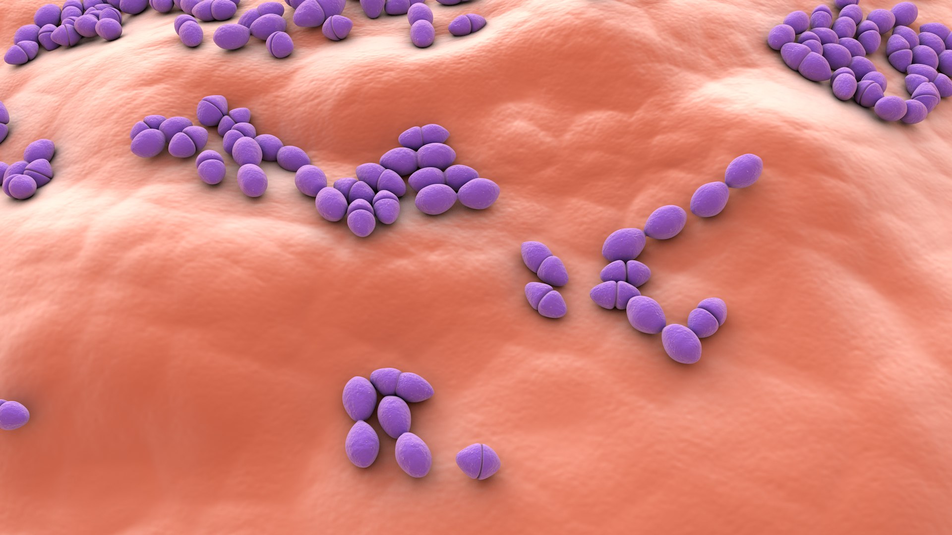 3D Enterococcus  or Streptococcus model https://p.turbosquid.com/ts-thumb/Nw/mRnSql/Rp/enterococcus_0043/jpg/1714767578/1920x1080/fit_q87/17949488cd93c96cf02ab32db90784e150dca5cf/enterococcus_0043.jpg