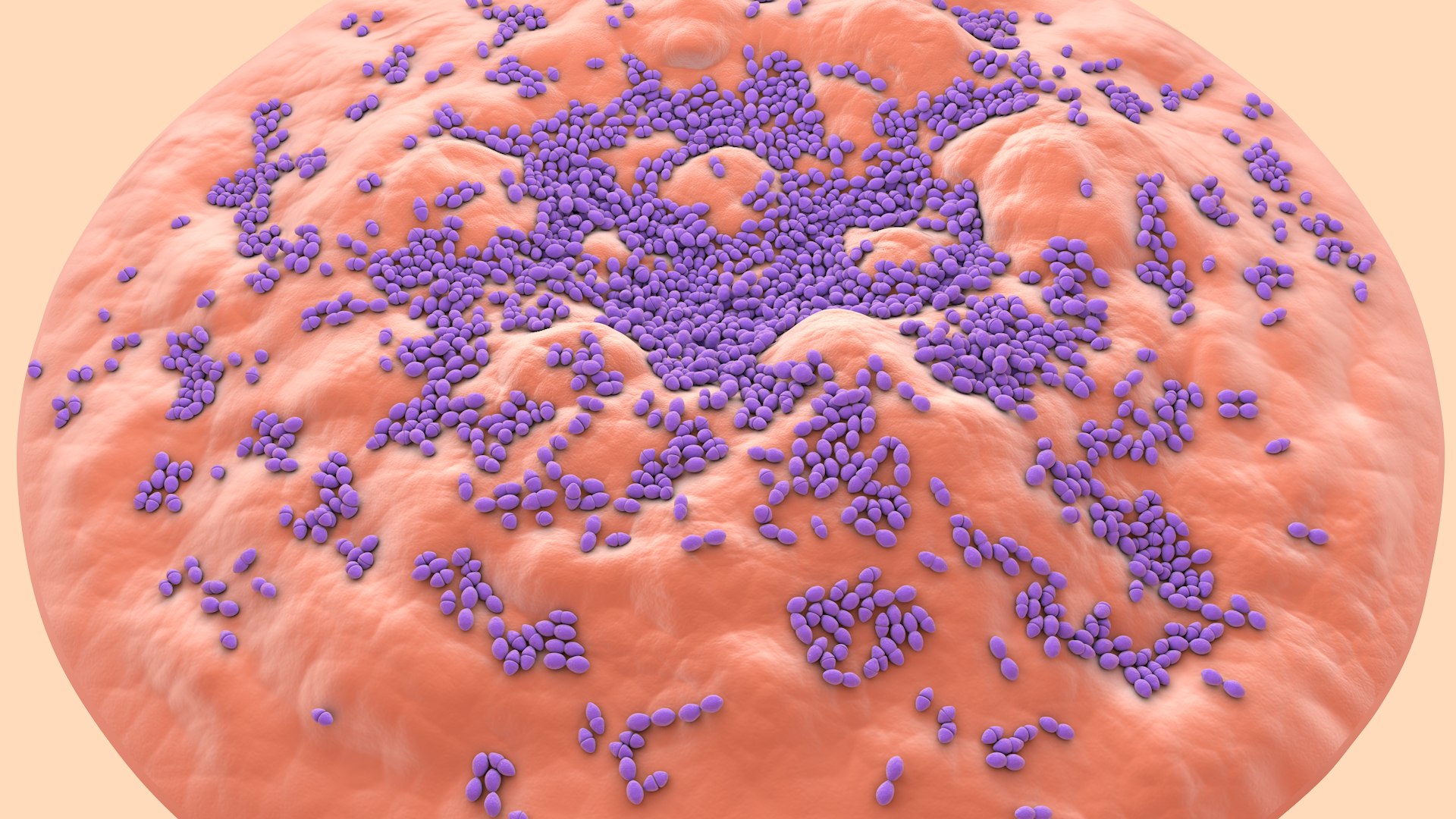 3D Enterococcus  or Streptococcus model https://p.turbosquid.com/ts-thumb/Nw/mRnSql/S0/enterococcus_0006/jpg/1714767554/1920x1080/fit_q87/48a3e8095827f80d870dc07fd65e033167bd26c1/enterococcus_0006.jpg