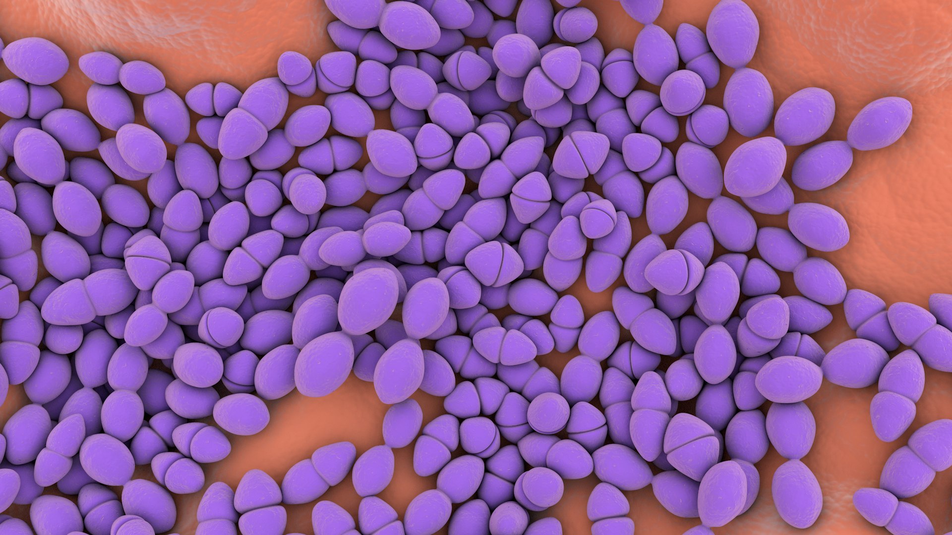3D Enterococcus  or Streptococcus model https://p.turbosquid.com/ts-thumb/Nw/mRnSql/WQ/enterococcus_0029/jpg/1714767570/1920x1080/fit_q87/c59ae8b83b6af7ab2e3d4d48e9fcf204818bc1a6/enterococcus_0029.jpg