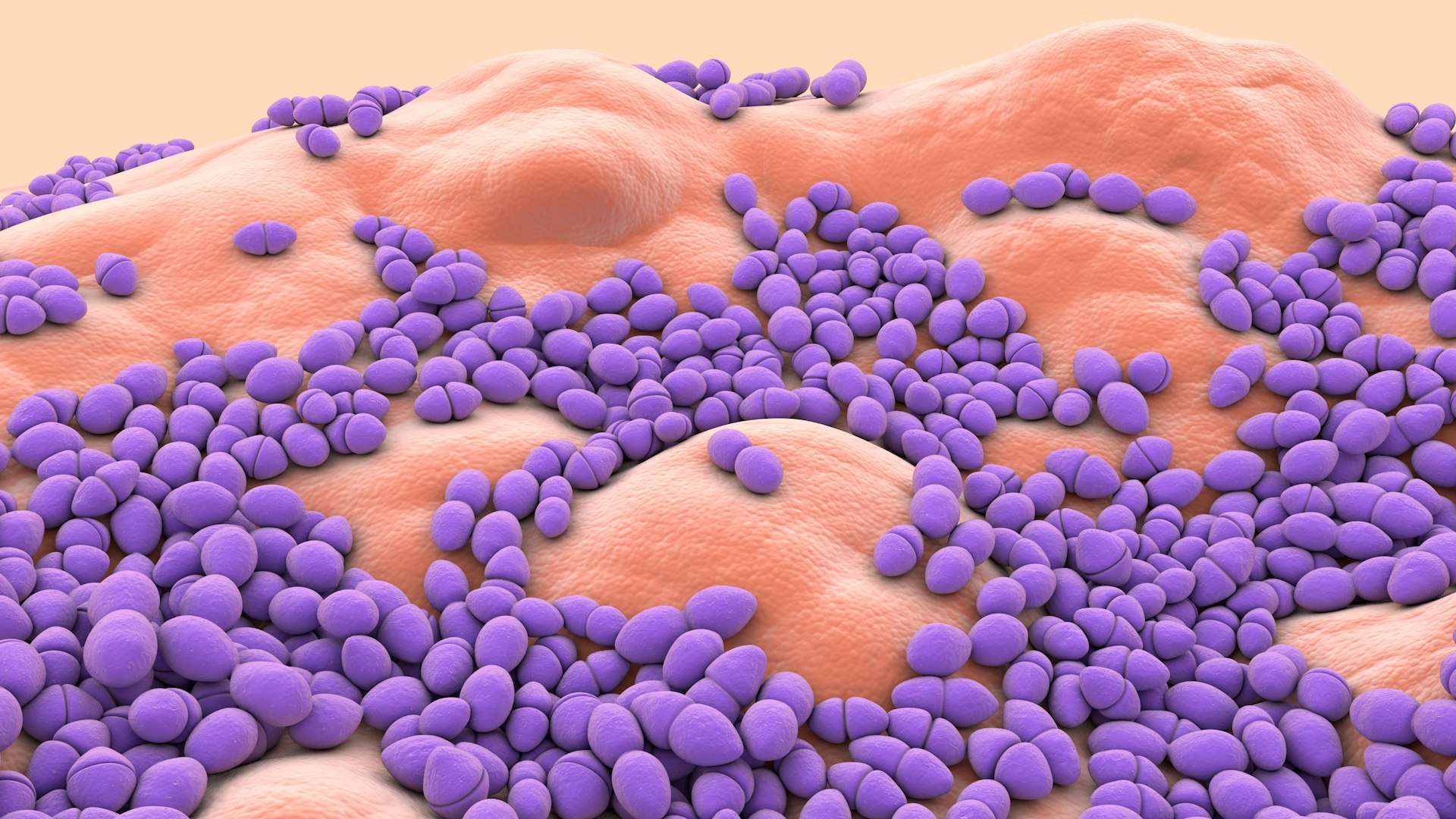 3D Enterococcus  or Streptococcus model https://p.turbosquid.com/ts-thumb/Nw/mRnSql/bS/enterococcus_0011/jpg/1714767557/1920x1080/fit_q87/9f1b8df2d59dafb4405e4da188d608a58d0c6dd5/enterococcus_0011.jpg