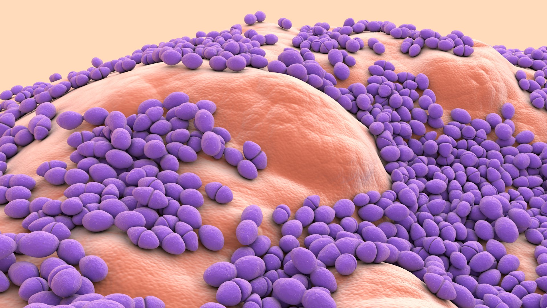 3D Enterococcus  or Streptococcus model https://p.turbosquid.com/ts-thumb/Nw/mRnSql/c3/enterococcus_0022/jpg/1714767566/1920x1080/fit_q87/d29964c83c63fd5c8c2baed7001011961176907c/enterococcus_0022.jpg