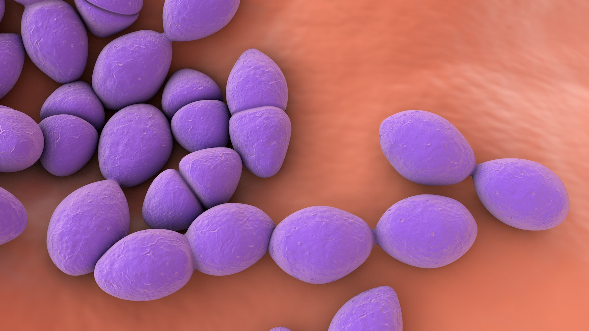 3D Enterococcus  or Streptococcus model https://p.turbosquid.com/ts-thumb/Nw/mRnSql/gC/enterococcus_0041/jpg/1714767577/1920x1080/fit_q87/72018151ace41fda81f41bfdcb115766c0cb5c21/enterococcus_0041.jpg