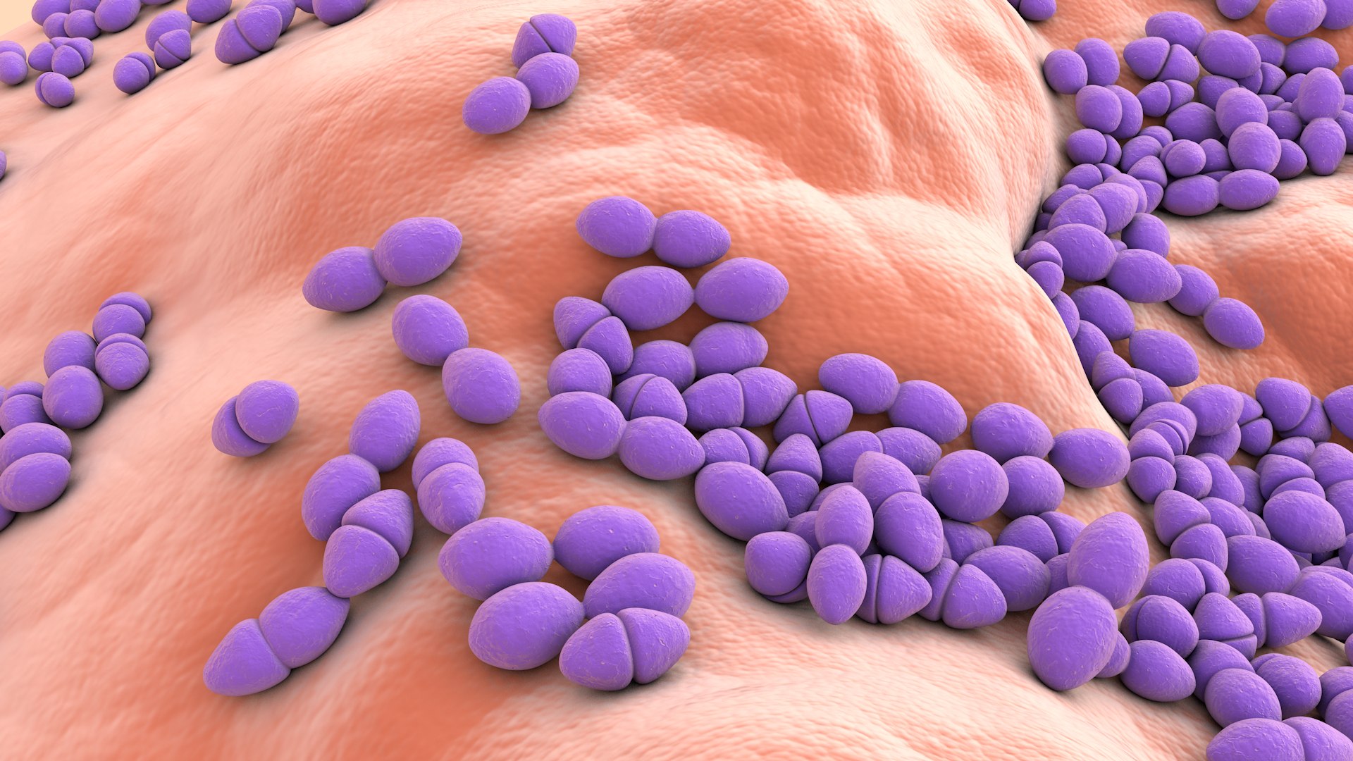 3D Enterococcus  or Streptococcus model https://p.turbosquid.com/ts-thumb/Nw/mRnSql/gQ/enterococcus_0025/jpg/1714767567/1920x1080/fit_q87/f9eb639ac88a04768cf2863ec1a09bab38304f56/enterococcus_0025.jpg