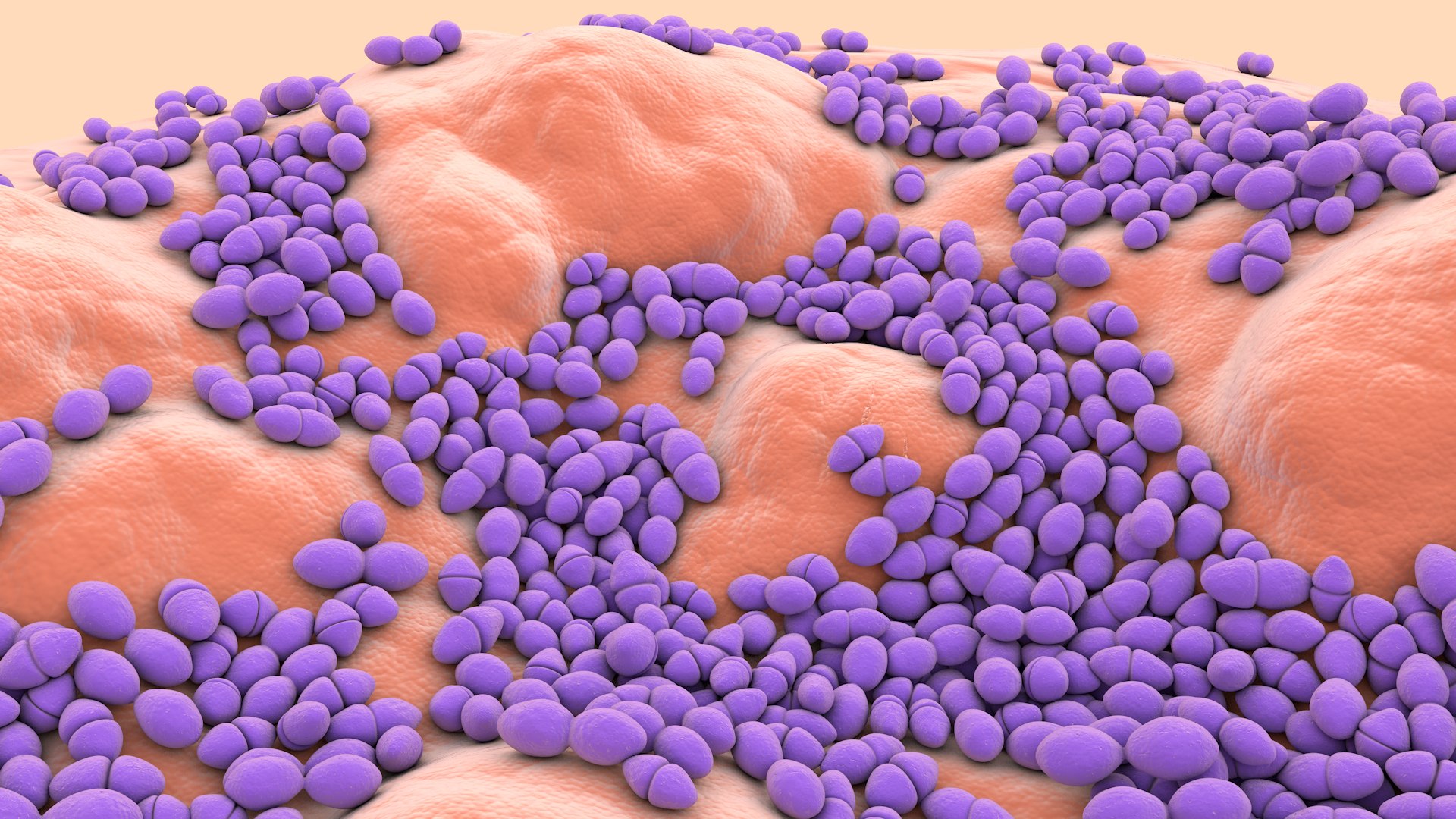 3D Enterococcus  or Streptococcus model https://p.turbosquid.com/ts-thumb/Nw/mRnSql/gU/enterococcus_0012/jpg/1714767558/1920x1080/fit_q87/e6386e351ecc201240d297c69fc16619c61d6c29/enterococcus_0012.jpg