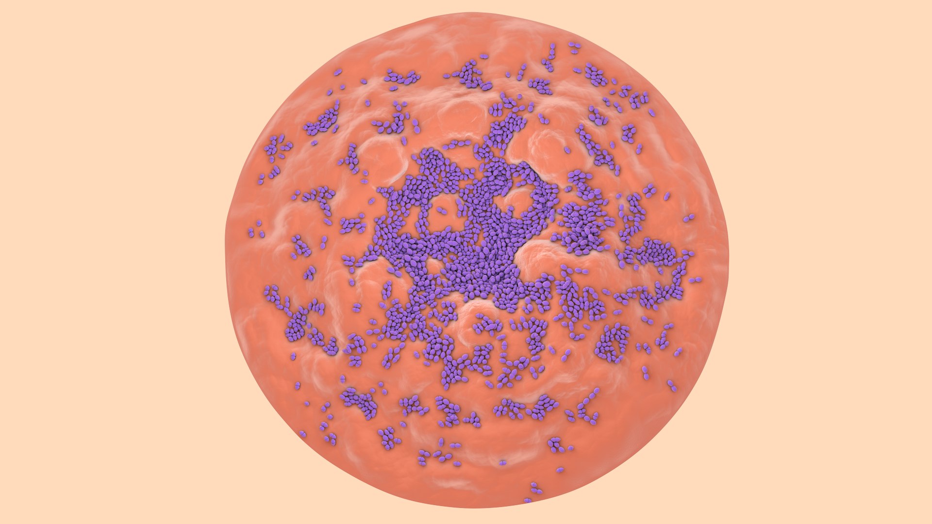 3D Enterococcus  or Streptococcus model https://p.turbosquid.com/ts-thumb/Nw/mRnSql/jW/enterococcus_0001/jpg/1714767550/1920x1080/fit_q87/e8a66c28336174452cf40e0cf117fca6f2bc8afe/enterococcus_0001.jpg