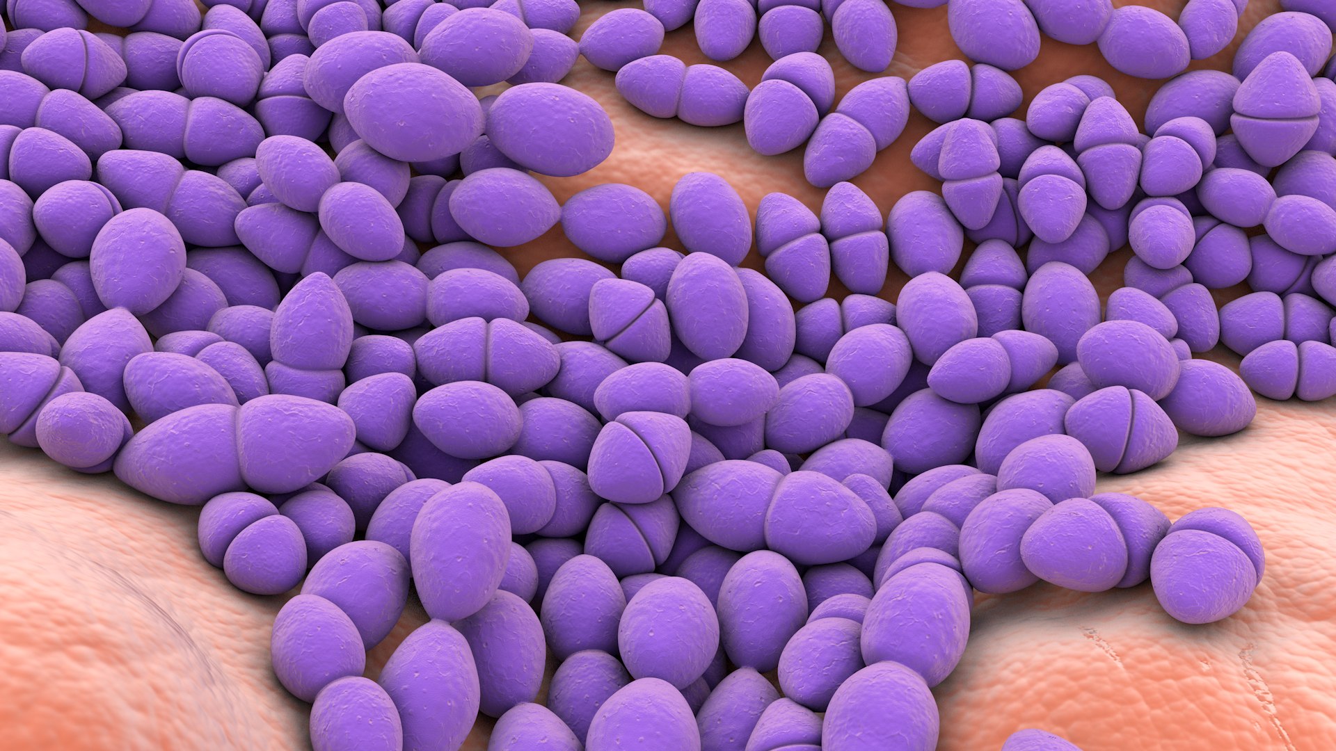 3D Enterococcus  or Streptococcus model https://p.turbosquid.com/ts-thumb/Nw/mRnSql/pU/enterococcus_0033/jpg/1714767571/1920x1080/fit_q87/18cc969e2883d2185ef655a0a382ae8c939a74f2/enterococcus_0033.jpg