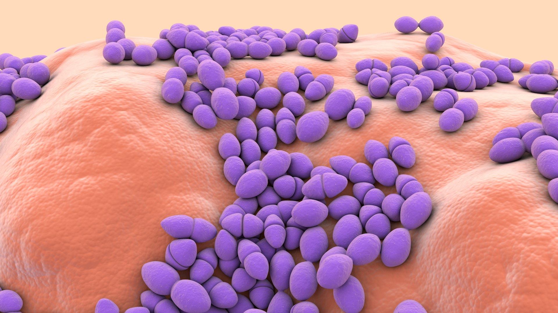 3D Enterococcus  or Streptococcus model https://p.turbosquid.com/ts-thumb/Nw/mRnSql/qu/enterococcus_0021/jpg/1714767562/1920x1080/fit_q87/df332c12c190d488316861a462e1c5a71ffc476c/enterococcus_0021.jpg