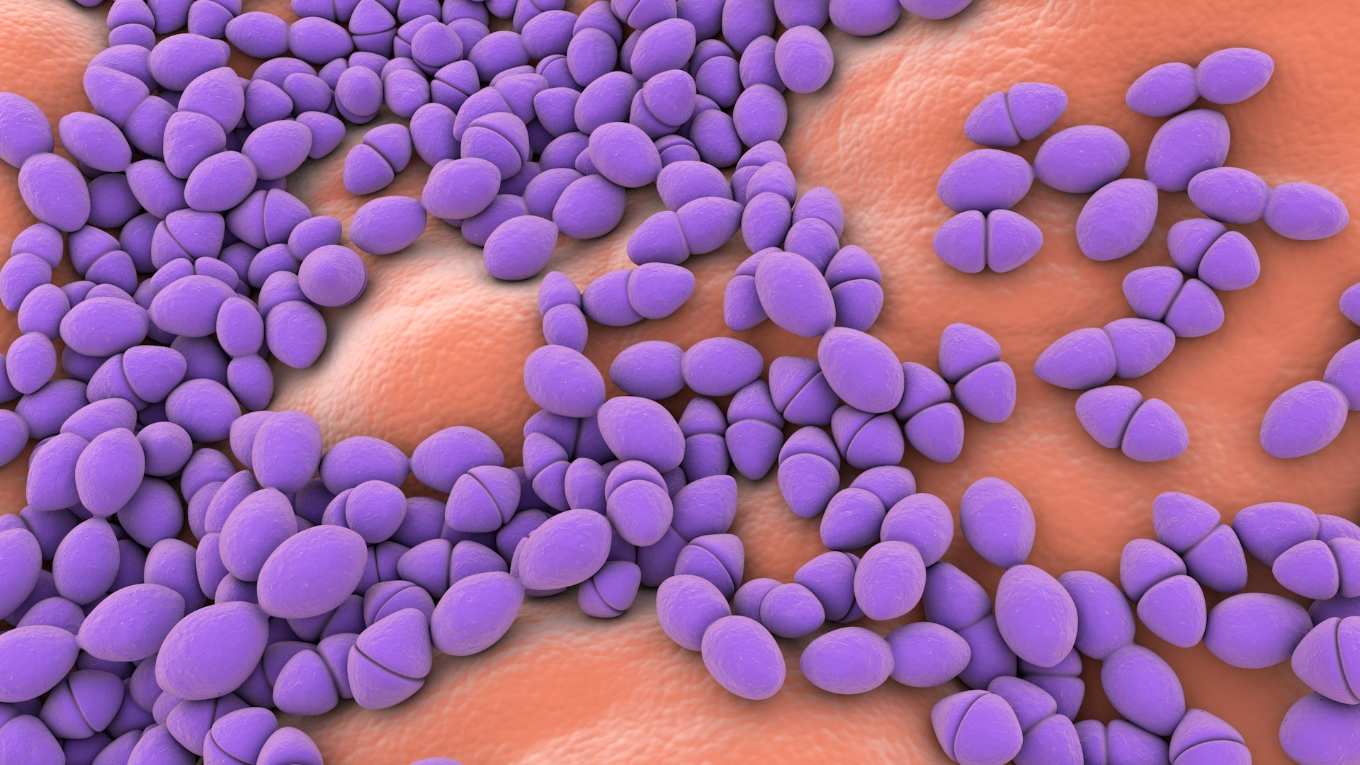 3D Enterococcus  or Streptococcus model https://p.turbosquid.com/ts-thumb/Nw/mRnSql/uV/enterococcus_0024/jpg/1714767567/1920x1080/fit_q87/b43a2a169a418f7165feb740b50f20ad36ffbe66/enterococcus_0024.jpg
