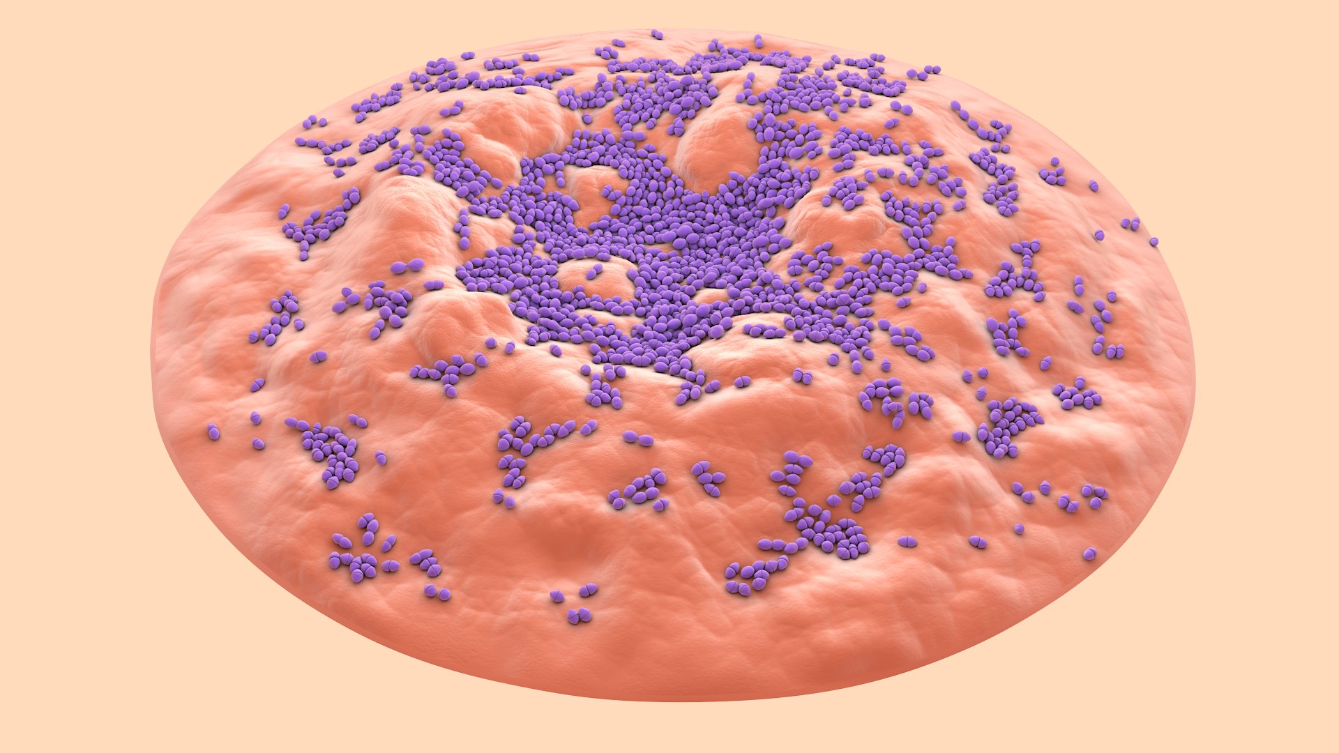 3D Enterococcus  or Streptococcus model https://p.turbosquid.com/ts-thumb/Nw/mRnSql/vA/enterococcus_0000/jpg/1714767550/1920x1080/fit_q87/0cd8cf7d6589379a85bc6f6d842951f2ed63049a/enterococcus_0000.jpg