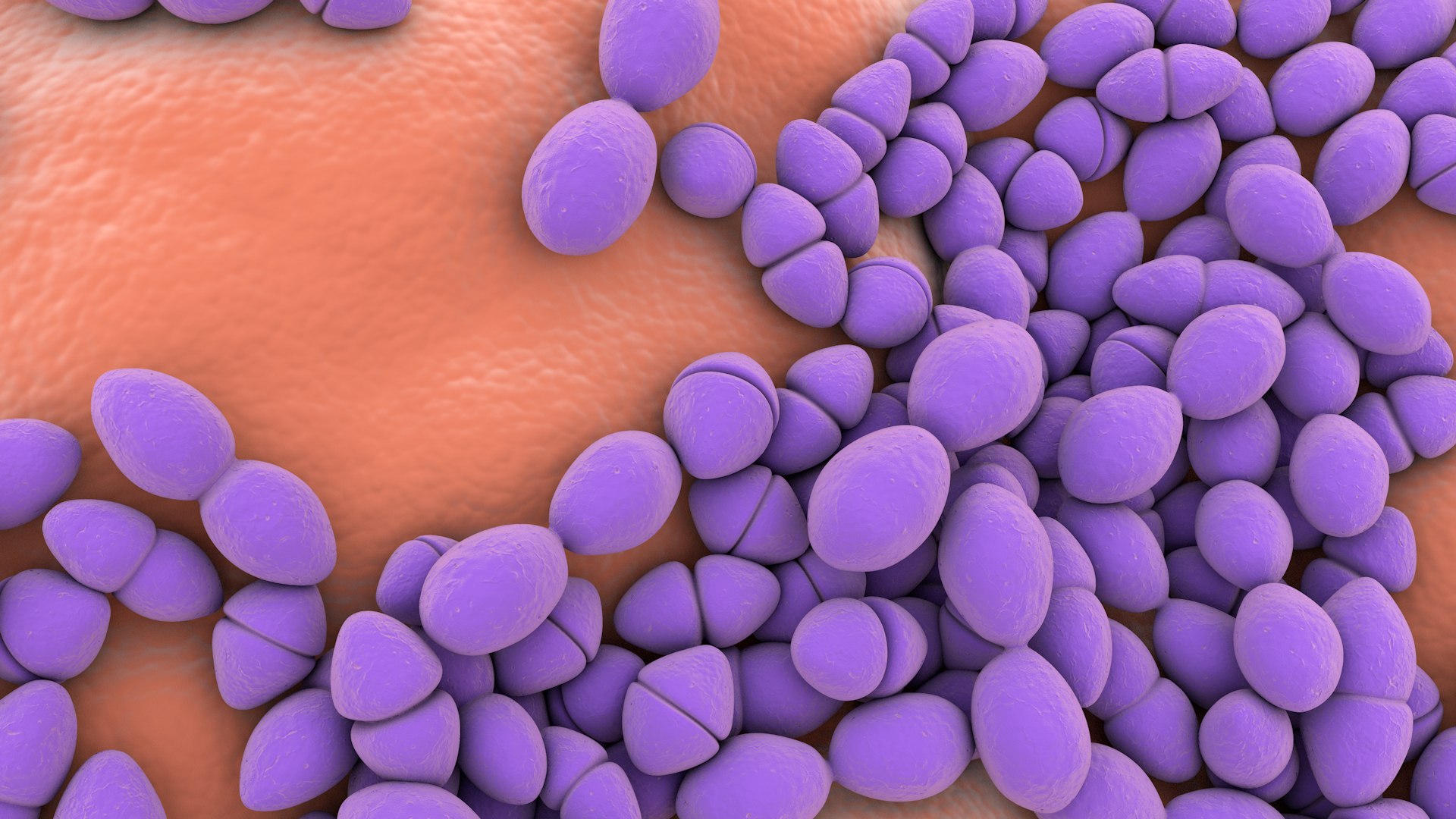 3D Enterococcus  or Streptococcus model https://p.turbosquid.com/ts-thumb/Nw/mRnSql/xq/enterococcus_0037/jpg/1714767576/1920x1080/fit_q87/b03c6fae1ac734e8ce986071ab638015192c116b/enterococcus_0037.jpg