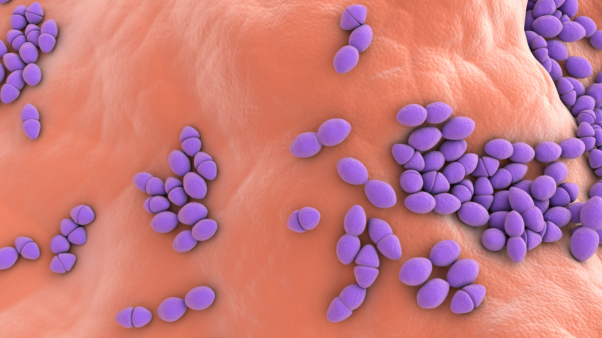 3D Enterococcus  or Streptococcus model https://p.turbosquid.com/ts-thumb/Nw/mRnSql/zv/enterococcus_0028/jpg/1714767568/1920x1080/fit_q87/9b9df8cadb5db96f95969a6352c99eeeec6ceed2/enterococcus_0028.jpg