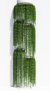 Round box ivy