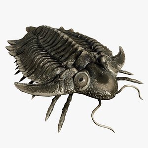 Trilobite 01 - Metopolichas