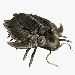 Trilobite 01 - Metopolichas