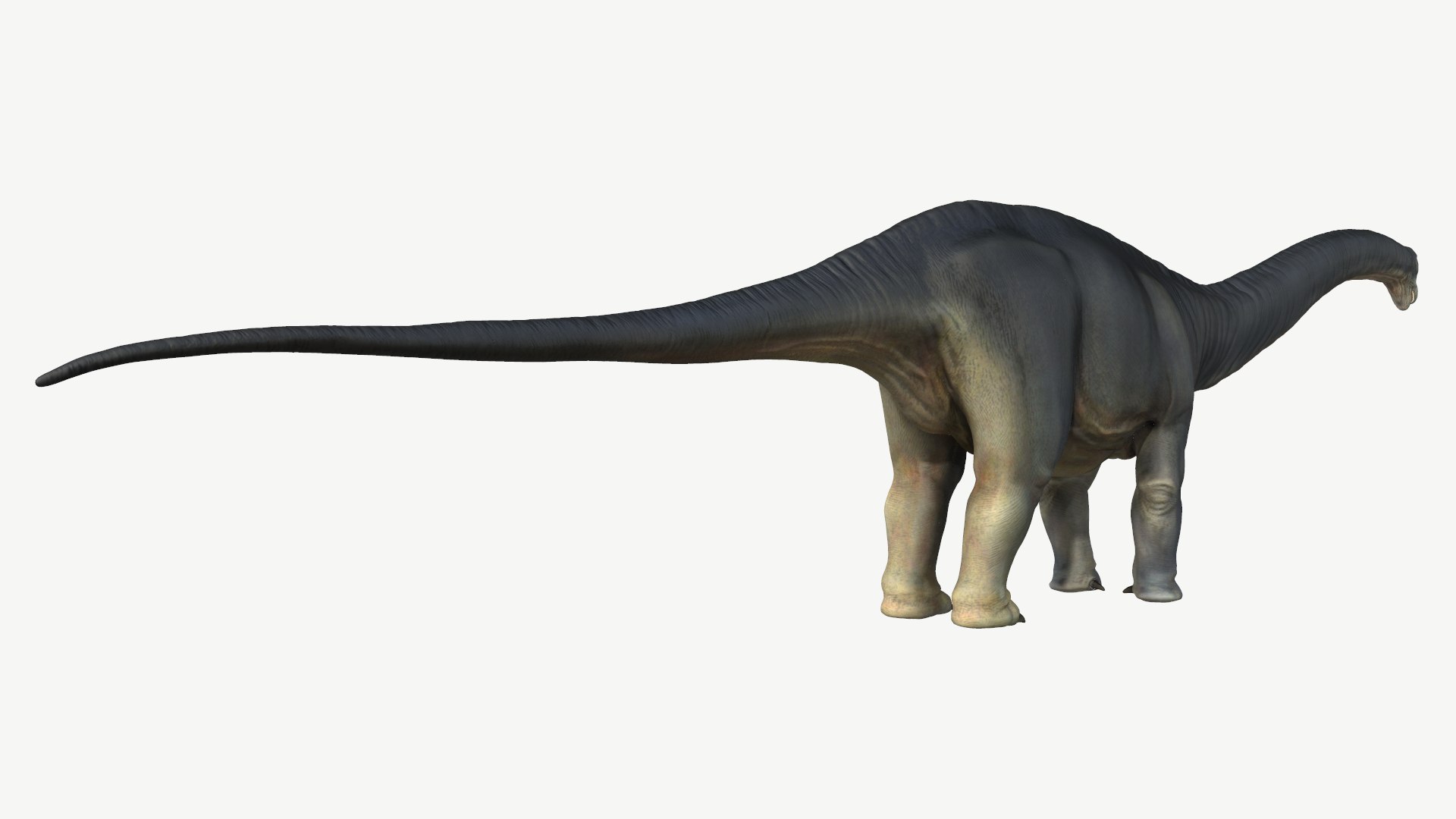 apatosaurus obj https://p.turbosquid.com/ts-thumb/Nw/zvRVHn/3a/3/png/1728448599/1920x1080/fit_q87/797d850da1b254584d4078abf9e4464d75805bf2/3.jpg