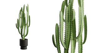 Potted Cactus - Euphorbia Trigona 3D model