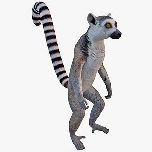ring tailed lemur 3ds