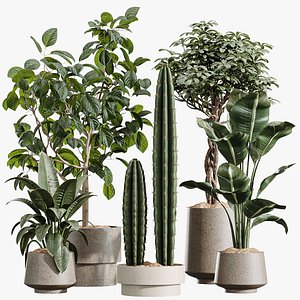 AV Indoor Plants Set 444 Cactus Euphorbia and Bird Of ParadiseBird and Ficus Elastica Rubber