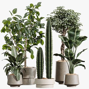AV Indoor Plants Set 444 Cactus Euphorbia and Bird Of ParadiseBird and Ficus Elastica Rubber