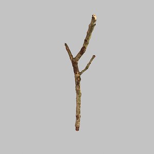 3d scan model