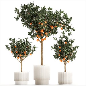 Set of small beautiful orange trees in white pots 1406 3D