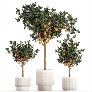 Set of small beautiful orange trees in white pots 1406