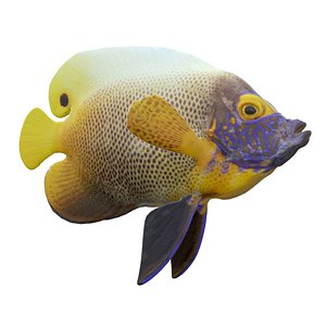 3D Yellowface Angelfish model