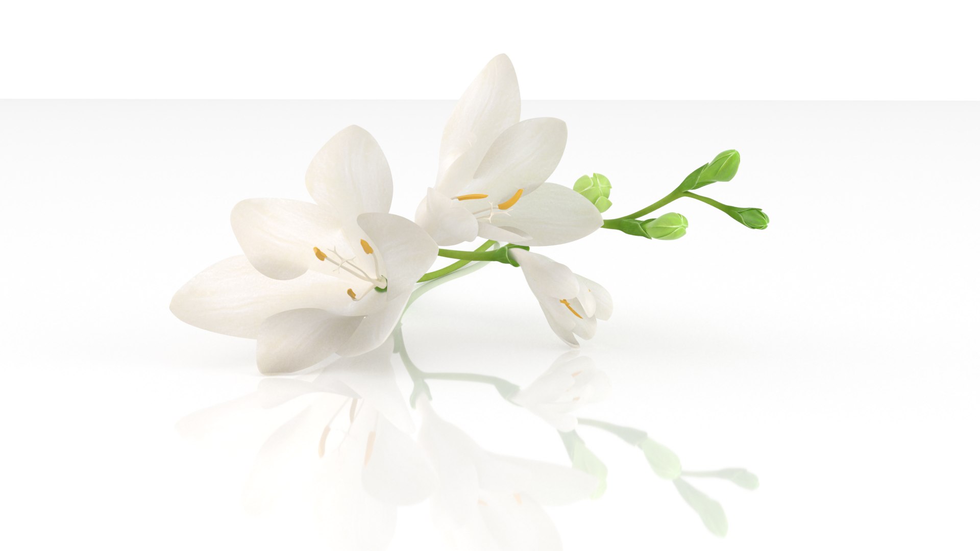 Freesia white flowers decor advertising 3D model https://p.turbosquid.com/ts-thumb/Nx/BhIKeg/6O/2/png/1768809475/1920x1080/fit_q87/eefc924c586893f3acb02780b2ea3bc2c2d6ff09/2.jpg