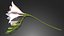 Freesia white flowers decor