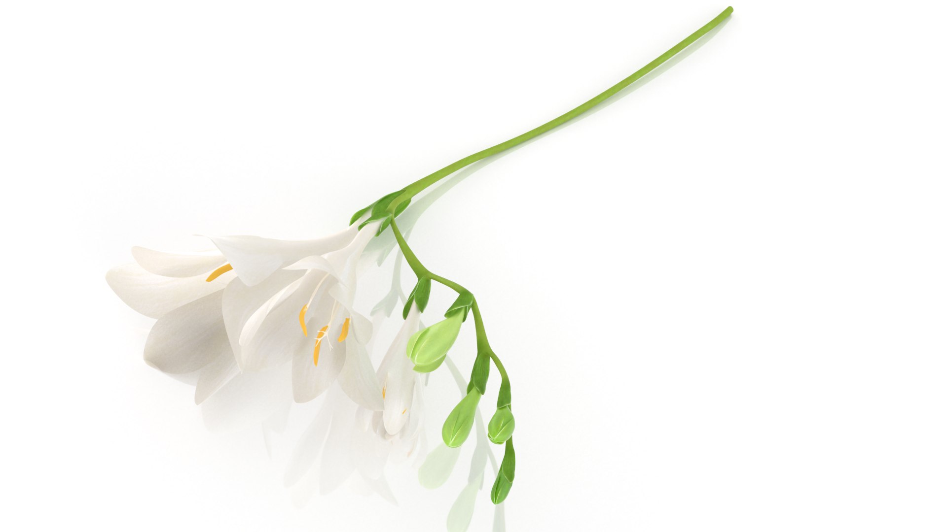 Freesia white flowers decor advertising 3D model https://p.turbosquid.com/ts-thumb/Nx/BhIKeg/GR/3/png/1768809473/1920x1080/fit_q87/26f93e2834a11629fe5c497c44ff089d891161ee/3.jpg