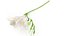 Freesia white flowers decor