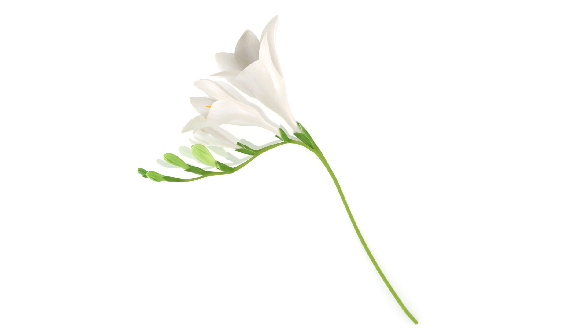 Freesia white flowers decor advertising 3D model https://p.turbosquid.com/ts-thumb/Nx/BhIKeg/NT/1/png/1768809465/1920x1080/fit_q87/16ecb69a81fc119f3e2273492b7768ef816c926c/1.jpg