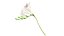 Freesia white flowers decor