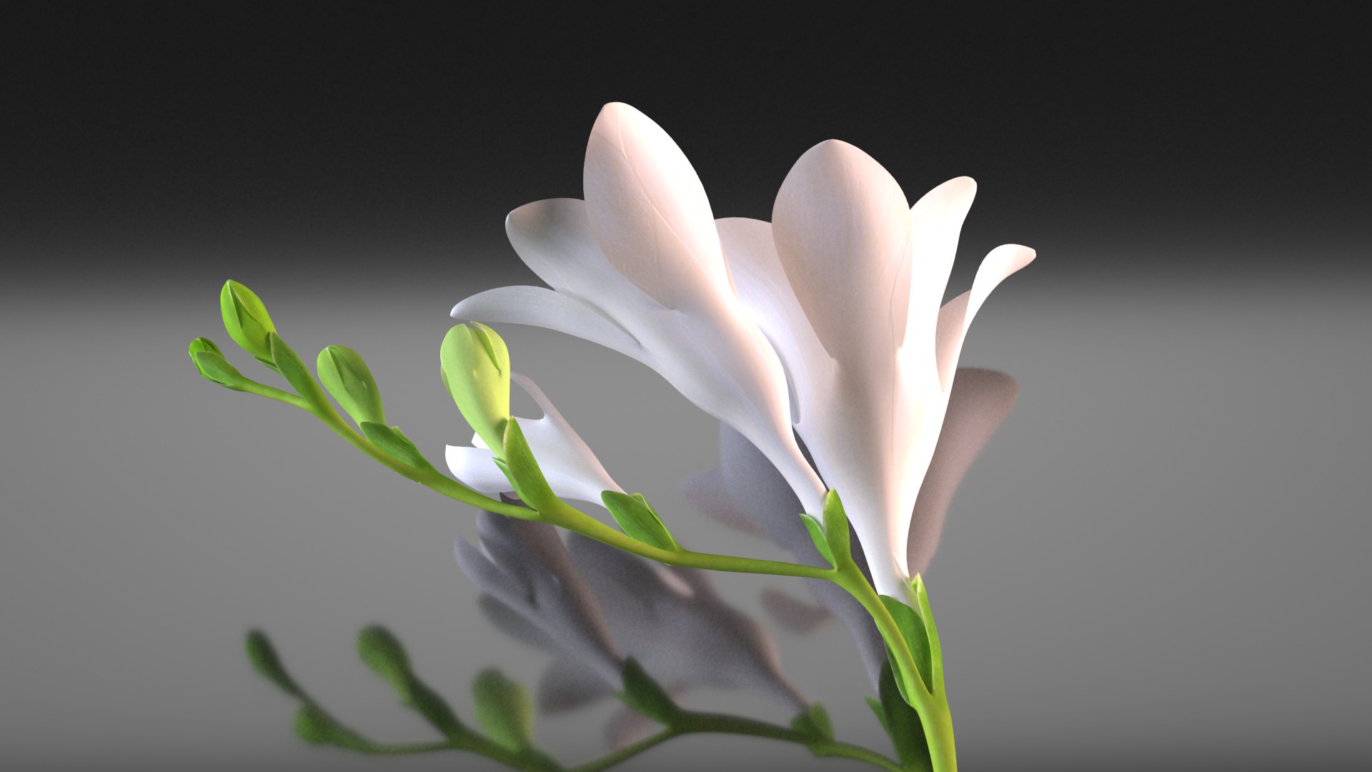 Freesia white flowers decor advertising 3D model https://p.turbosquid.com/ts-thumb/Nx/BhIKeg/Pp/16/png/1781417818/1920x1080/fit_q87/626b084a42e0acb8d2c68828a221d82d13c109f0/16.jpg