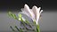 Freesia white flowers decor