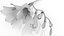 Freesia white flowers decor